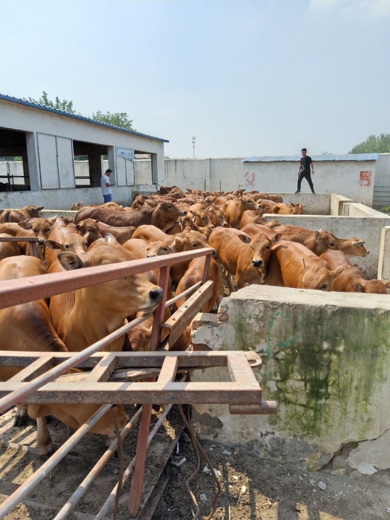 贵州养牛牛犊出售基地图片