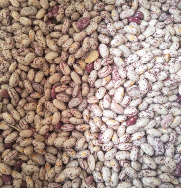 花豆原生态无公害