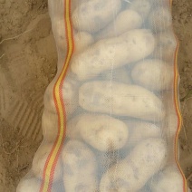 精品土豆薯行颜色一流