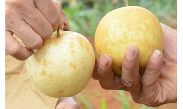 黄金梨成熟果实特写