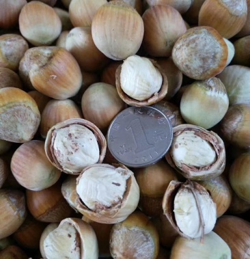 [榛子批发]大榛子鲜果价格13.00元/斤 - 一亩田