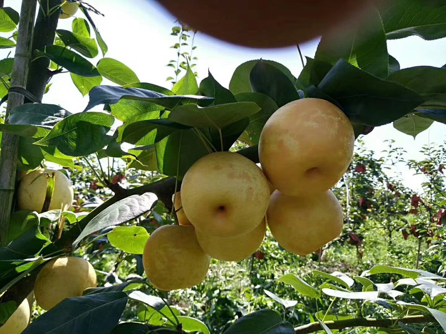 展示黄金蜜梨在果园中成片种植的场景,果树整齐、果实挂满枝头,体现其良好的种植条件与生长状态 黄金蜜梨果园种植场景
