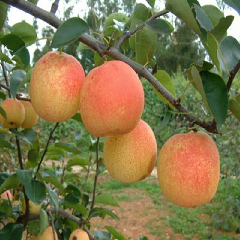 [梨批发]云南红梨价格2.50元/斤 - 一亩田