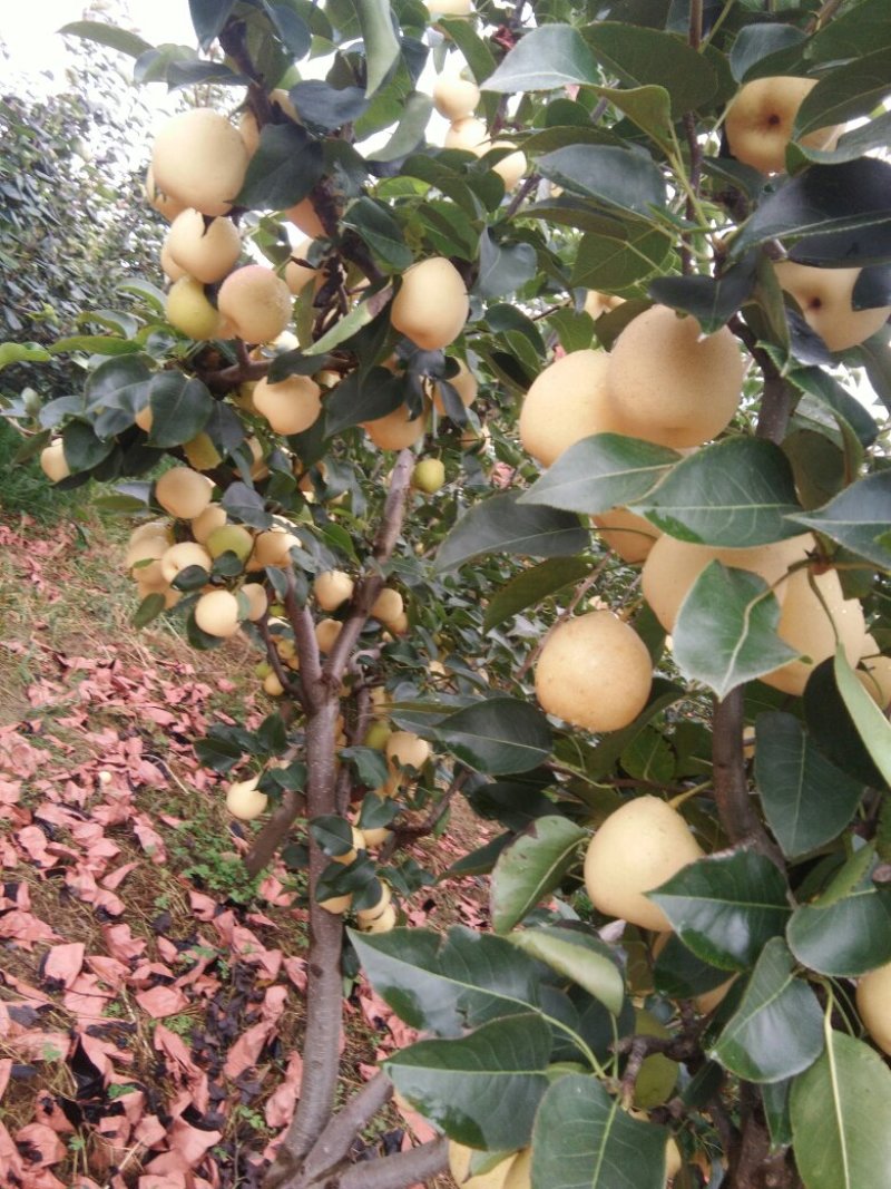 [梨批发]云南红梨价格2.50元/斤 - 一亩田