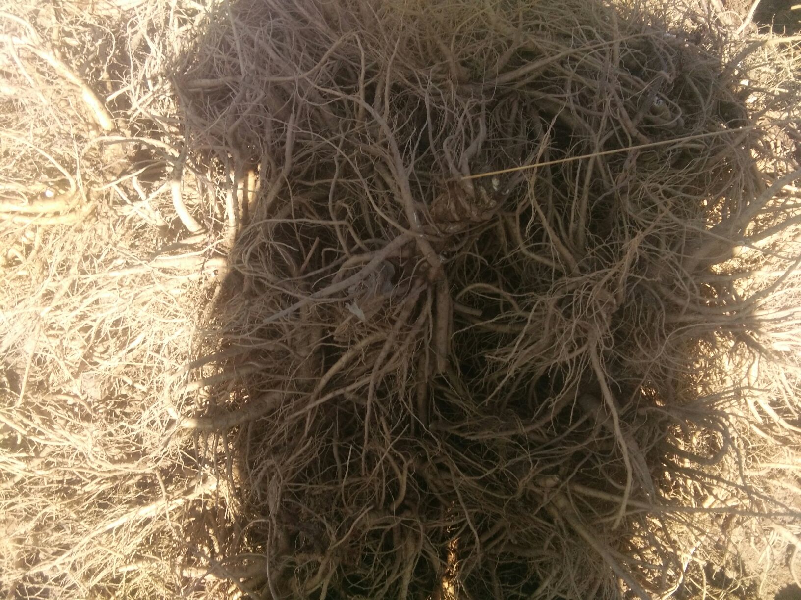 折耳根与茅草根的形态对比,展示其根系结构与颜色差异 折耳根与茅草根对比图