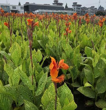 花叶美人蕉图片(花叶美人蕉是草本还是木本)