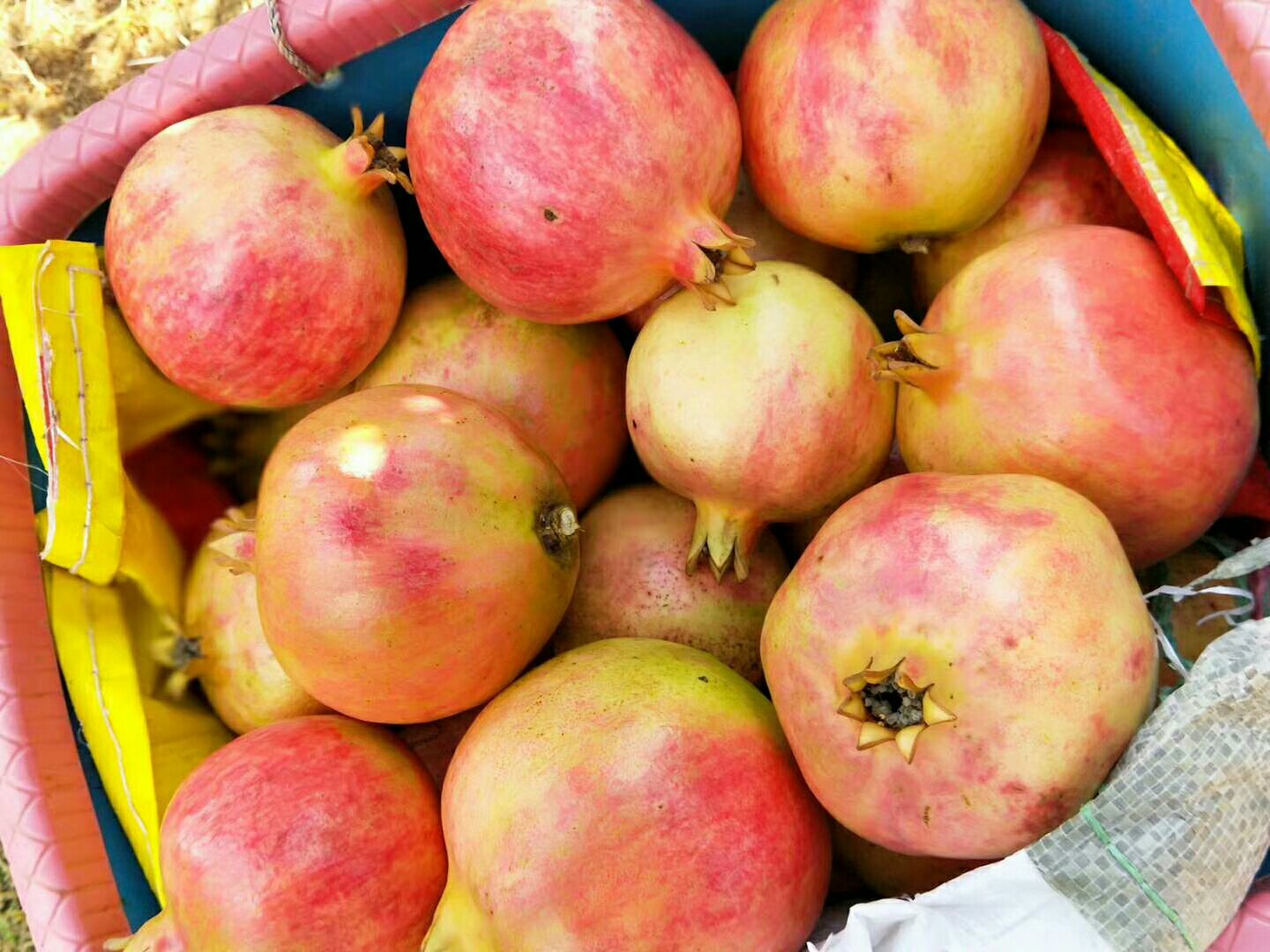 包装车间内工人正在进行分级筛选和礼盒封装