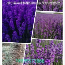 太空蓝薰衣草苗