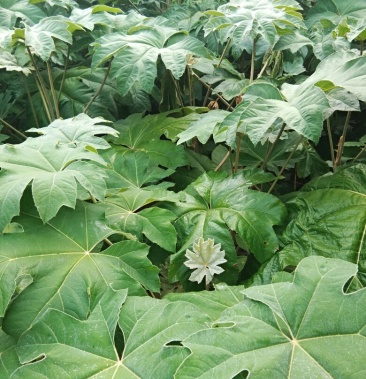 正宗大通草苗,根系发达