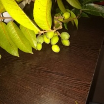 香橄榄