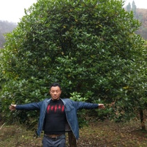 精品地笼桂花