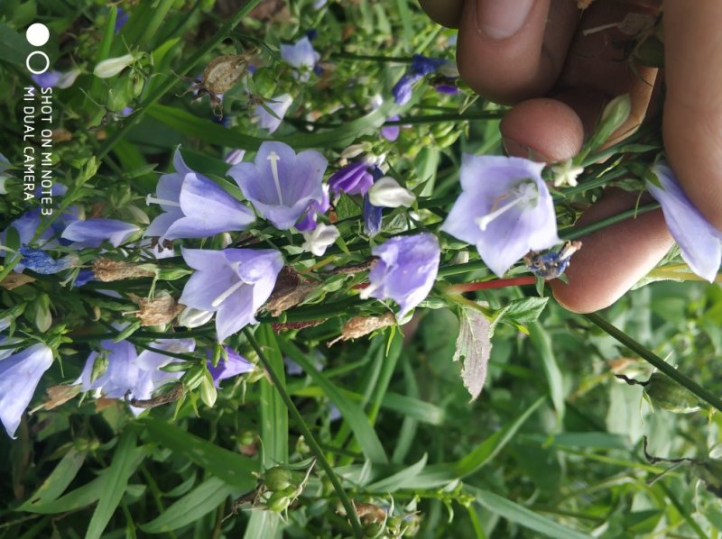 贵州中药材桔梗科南沙参 种 子泡参杏叶沙参