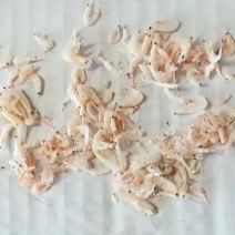 特级虾皮
