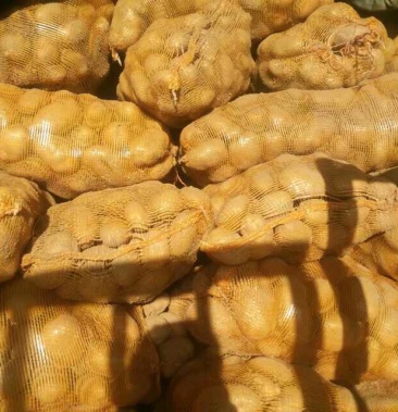 岚县无雾霾土豆大量出售找买家