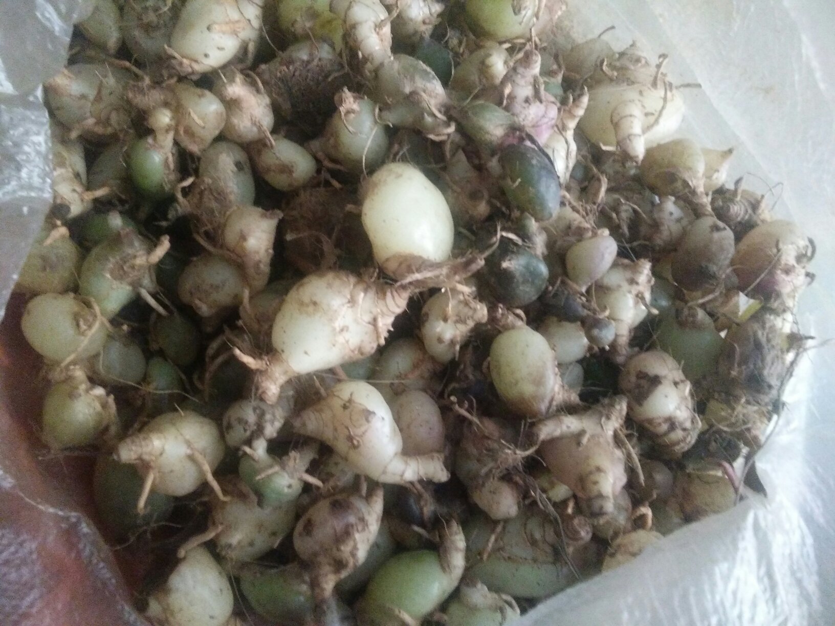 白芷采收现场,工人正在采挖新鲜白芷根茎,地面堆放整齐待运输 白芷采收现场图