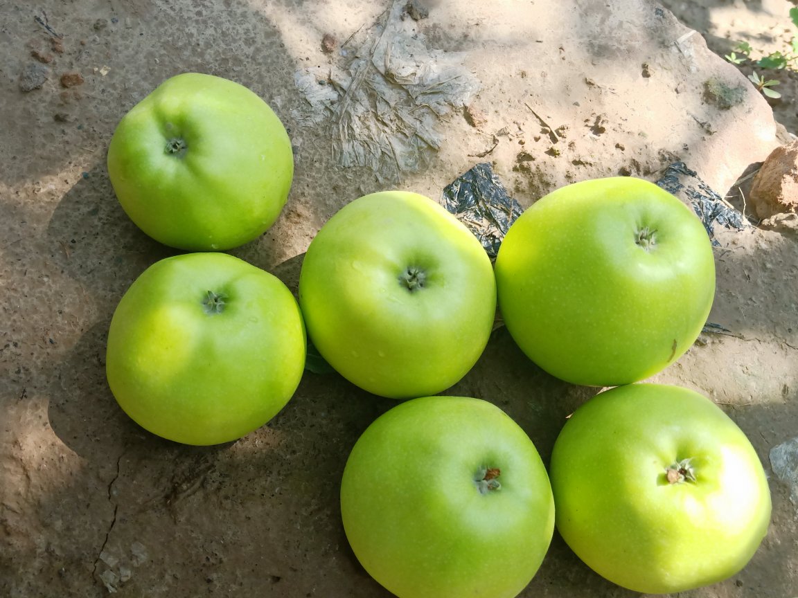 黄元帅苹果特写