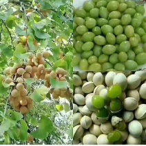 出售新鲜的农家特产白果