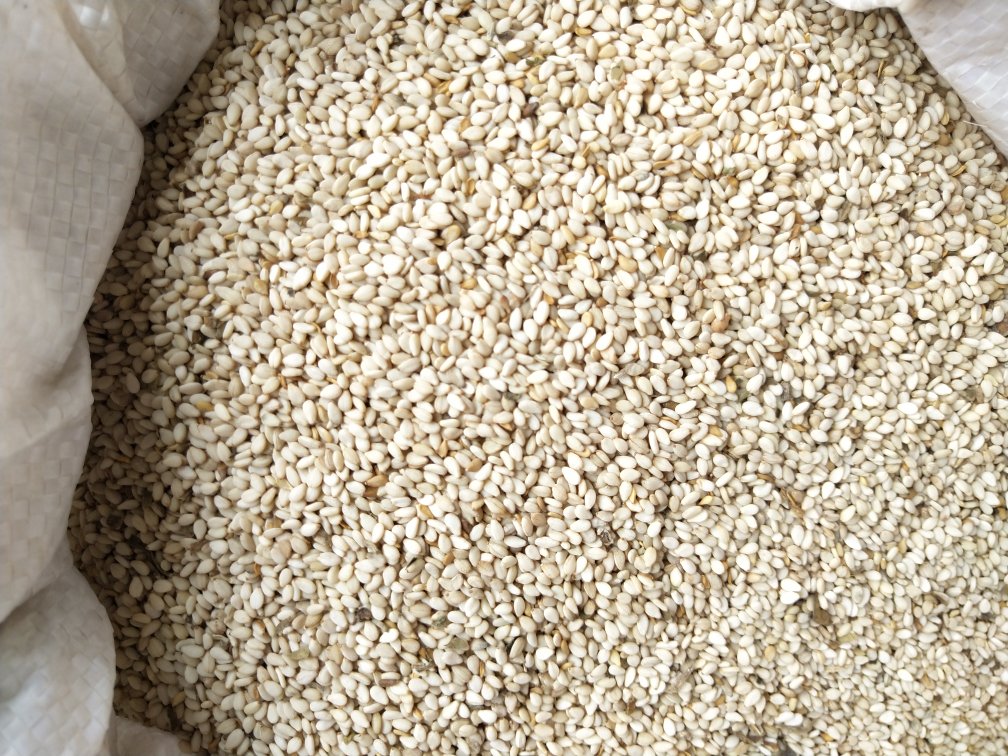 一盘浅棕色的球芝麻预粉拌颗粒整齐排列在白色陶瓷碗中,背景为木质餐桌与自然光线,旁边摆放一小勺产品用于比例参照,颗粒呈圆形微压成型状态,表面光滑无裂纹,体现其高品质加工工艺 球芝麻预粉拌产品特写