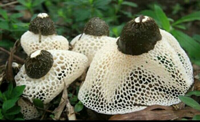 竹荪整体形态展示