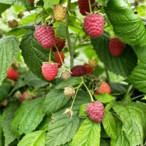 树莓苗苗圃基地直发高成活高产量提供种植技术放心苗