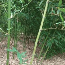 早园竹