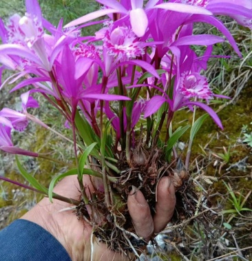 00元/件 - 一亩田