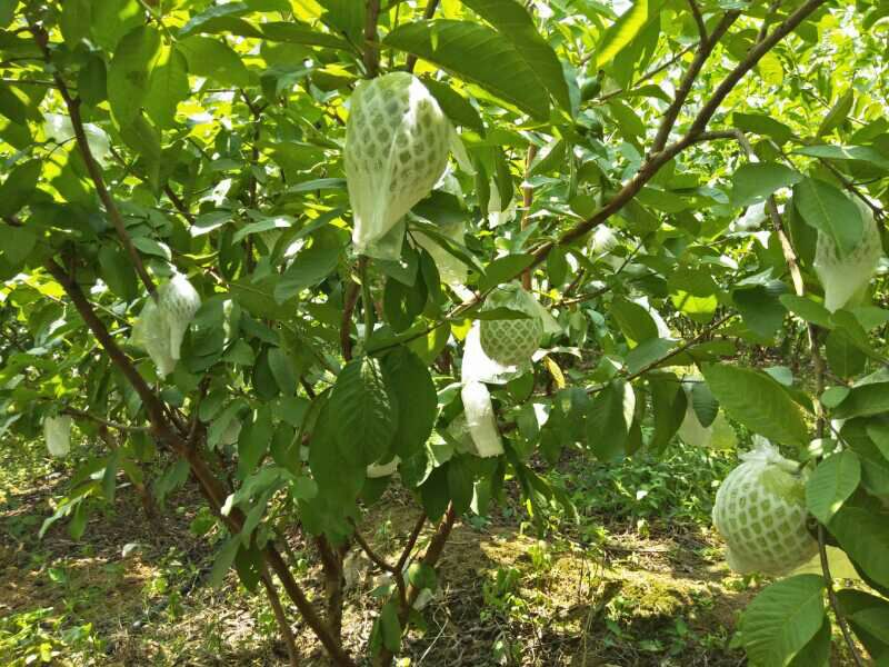 石榴套袋试验对比图