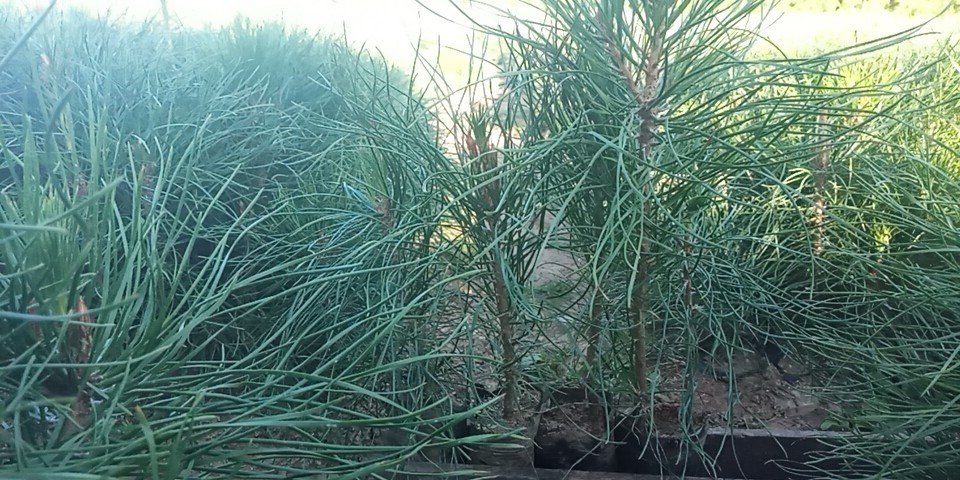 油松的针叶特写