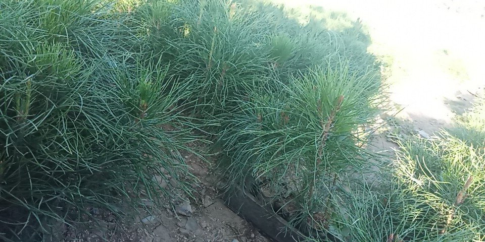 油松幼苗光合作用示意图