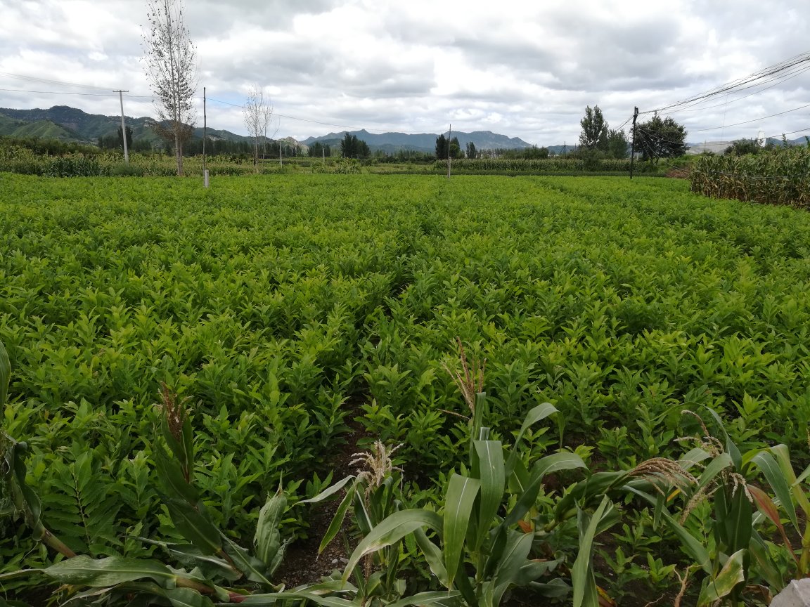 迁西板栗种植园实景图