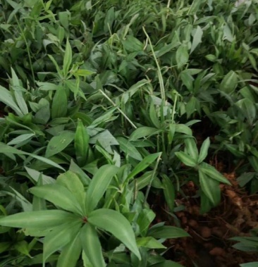 [黄精批发]滇黄精(野生苗)价格0.80元/棵 - 一亩田