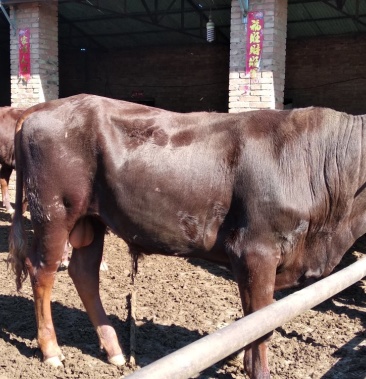 利木赞牛品种好长的快出肉高