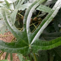 五指毛桃种苗！煲汤药用都可以…：：：！！