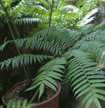 马蹄蕨可做盆景药材