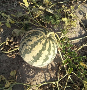 [冬瓜批发]东瓜,花皮东瓜,品质好价格1.50元/斤 - 一亩田