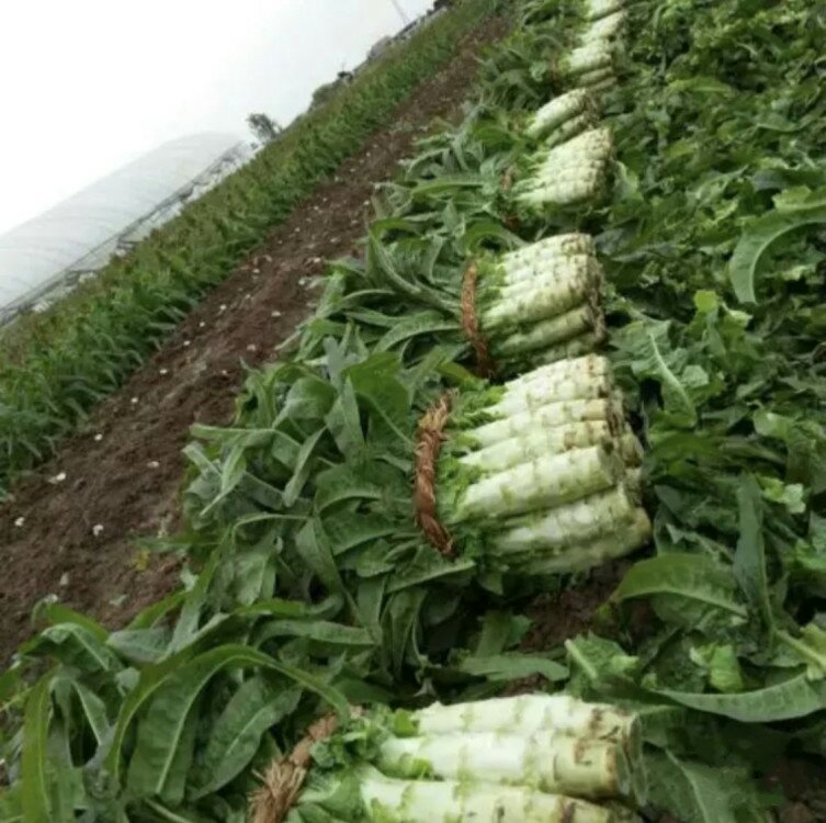 翠玲珑小叶茼蒿采收分级现场，工人手持标准卡尺测量茎粗，传送带旁设三级分拣台：一级品（茎粗≤2.0mm、全绿无斑）、二级品（茎粗2.1–2.4mm、偶有浅褐点）、等外品（用于加工）