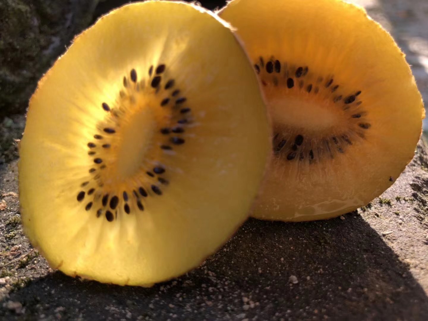 一个成熟的黄心猕猴桃被横向切开,露出鲜艳的金黄色果肉,中心呈星形维管束结构,果肉质地细腻均匀,表面有细密汁液反光,周围摆放几颗完整果实,背景为果园土壤环境 黄心猕猴桃切面特写