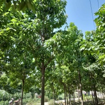12公分定植楸树量大，10-12-13-14-15精品楸