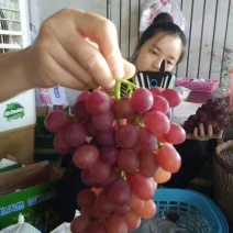 葡萄树10~20cm
