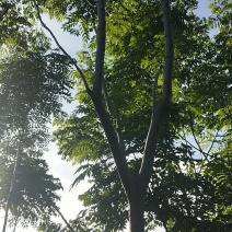 栾树