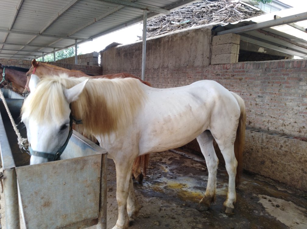 设特兰矮马在马厩内安静站立的特写镜头