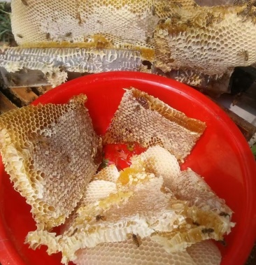 国际旅游岛 热带雨林海南农家农村土蜜蜂野生蜂蜜