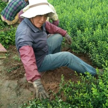 小叶扶芳藤量大批发