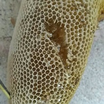 【野生土蜂蜜】云南土蜂蜜，商超专供，对接批发，包质量