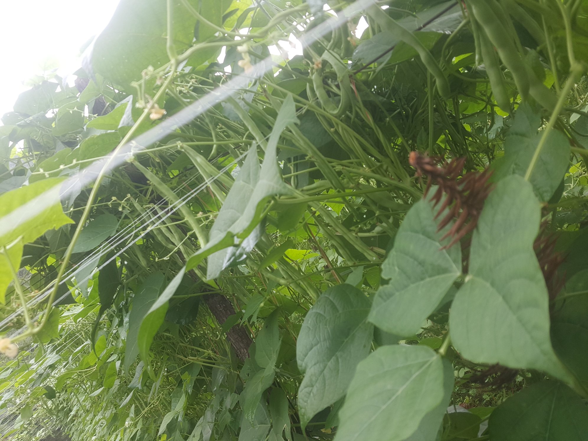 白不老豆植株特写