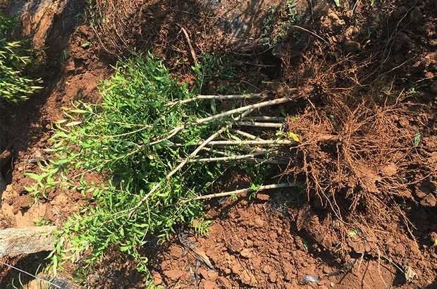 石榴植物的两种典型生长形态
