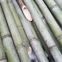 绿竹