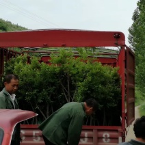 供应各种映山红