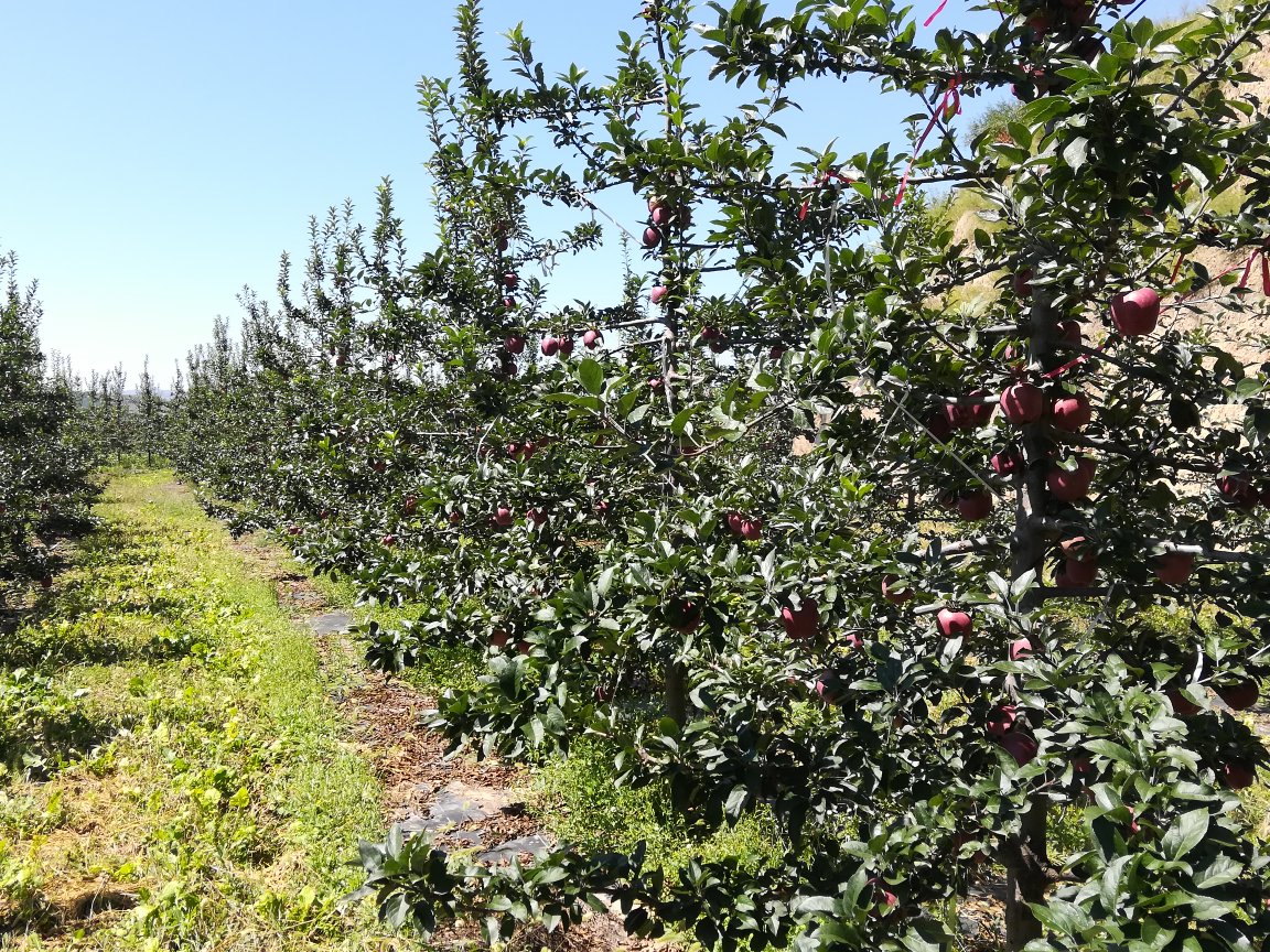三门峡黄元帅苹果果园航拍图