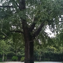 银杏果，